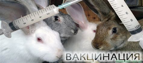 Возрастные особенности вакцинации кроликов