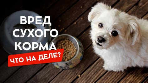 Вред сухого корма для собак