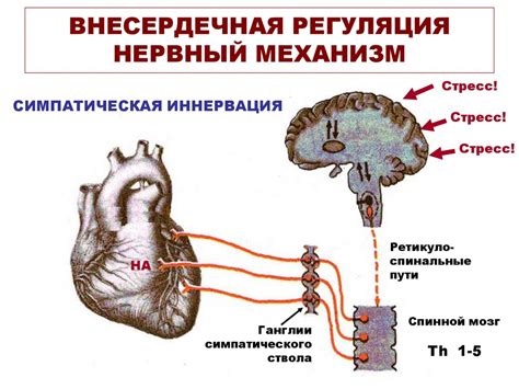 Время до прерывания сердечной деятельности