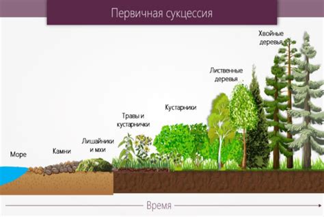 Вторичная сукцессия: суть и значение