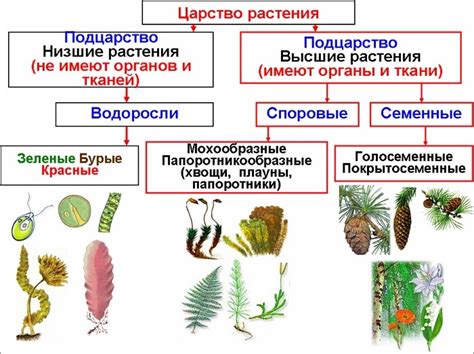 Выбор видов растений и их размещение