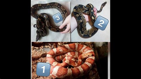 Выбор кожи змеи