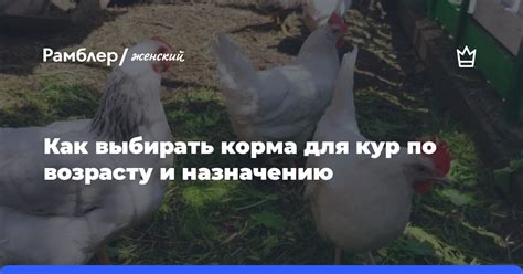 Выбор корма по возрасту и породе