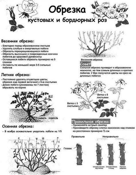 Выбор местоположения и почвы для розы