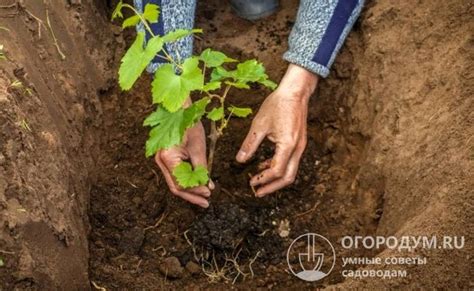 Выбор оптимального срока для посадки горчицы