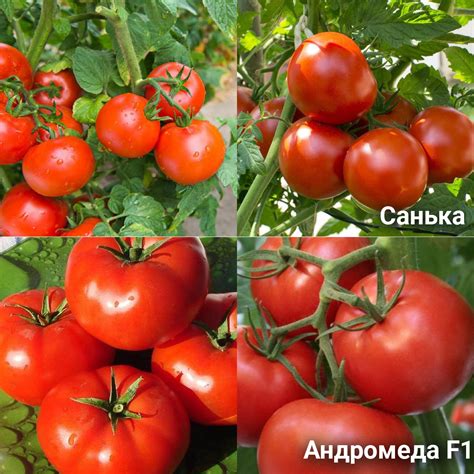 Выбор сортов томатов с повышенной сопротивляемостью