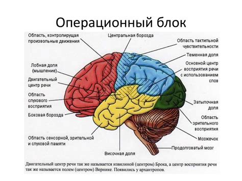 Выполнение функций мозга