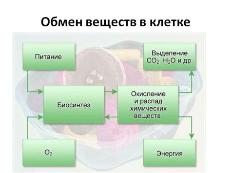 В обмене веществ