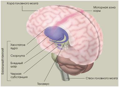 Ганглии: структура и функции