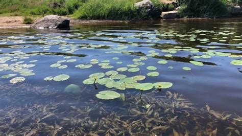 Гач в зарослях и стоячих водоемах