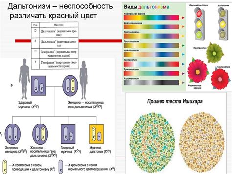 Генетика дальтонизма у человека