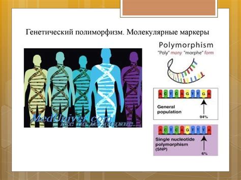 Генетические основы и хромосомная мутация