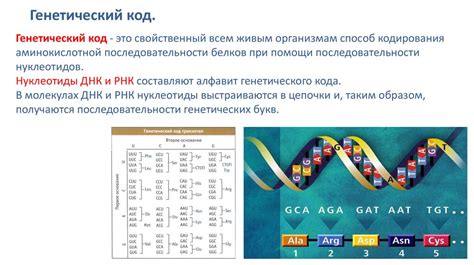 Генетический код и развитие симметрии