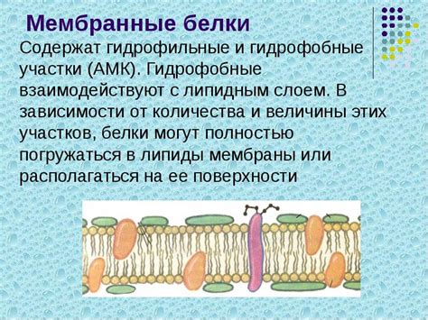 Гидрофобные участки структуры