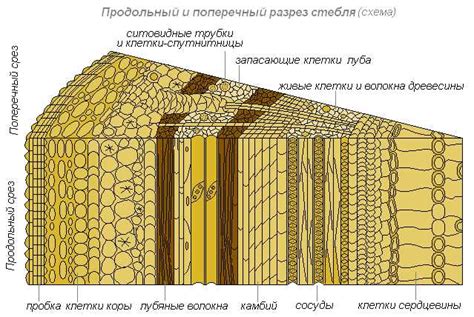 Главная функция стебля