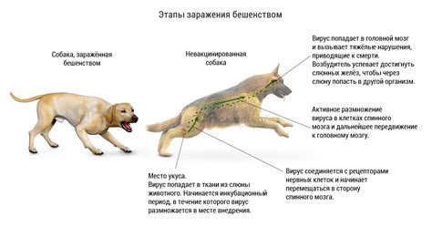 Главные признаки и проявления потери здоровья у собак: