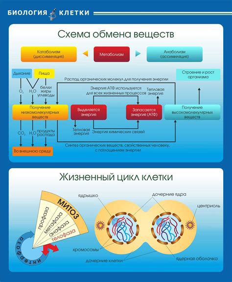 Гормональное регулирование обмена веществ