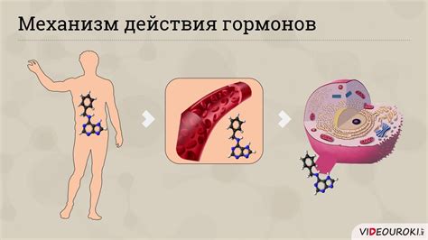 Гормон и его влияние на скорость обмена веществ