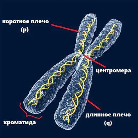 ДНК и хроматин в хромосомах