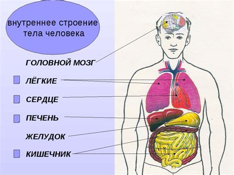 Давление на внутренние органы