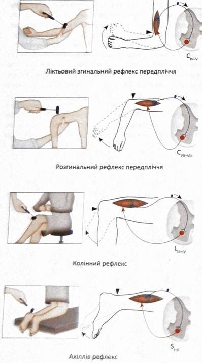 Движение конечностей и рефлексы