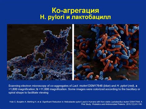 Действие антибиотиков на микрофлору