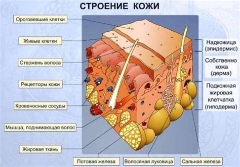 Действие на кожу