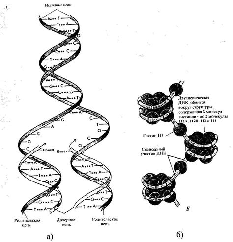 Денатурация ДНК