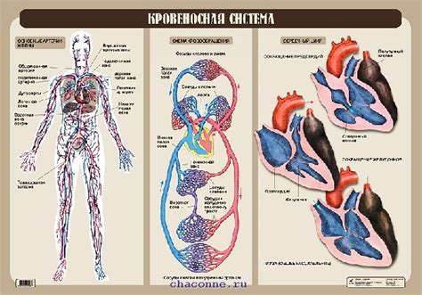 Дефицит циркуляции крови