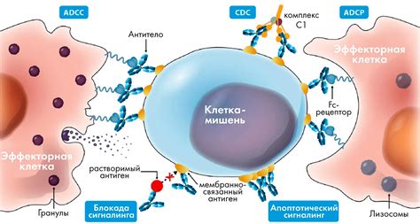 Джес: определение и механизм действия