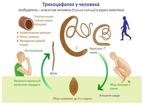 Диагностика глистов