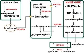 Диагностика и анализы билирубина