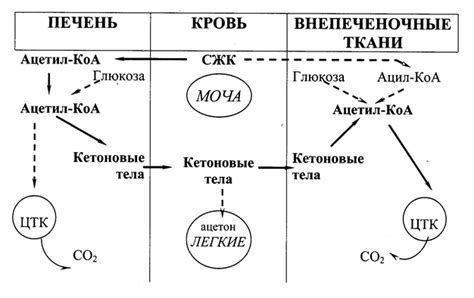 Диета и уровень кетоновых тел