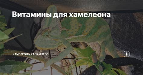 Дополнительные витамины для хамелеона