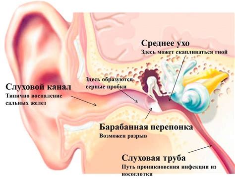 Другие функции кисточек на ушах белок