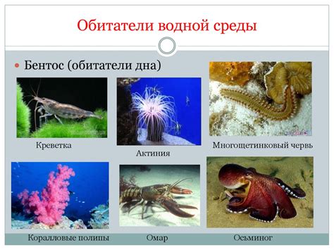 Естественные среды жизни животных