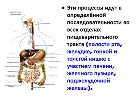 Желудок: химическая реакторная труба пищеварительной системы