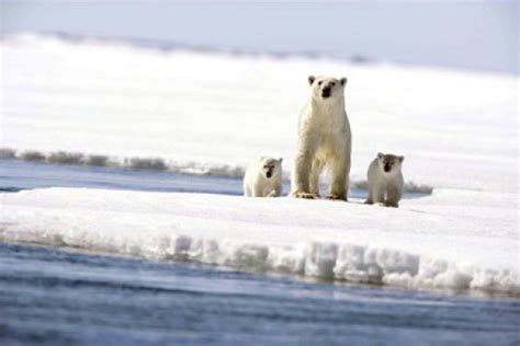 Животный мир Северного полюса