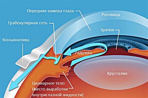 Жидкость внутри глаза