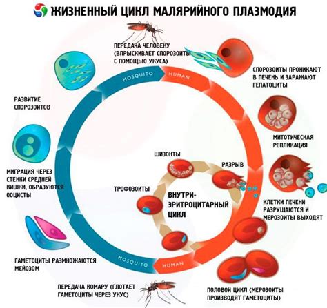 Жизненный цикл антидепрессантов в организме