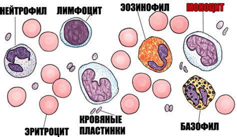 Заболевания, способствующие снижению моноцитов