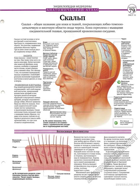 Заболевания кожи скальпа