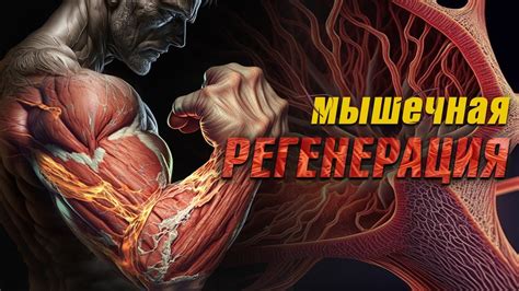 Завершение тренировки и регенерация мышц