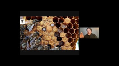 Задачи работников-маток и пчел-трутней