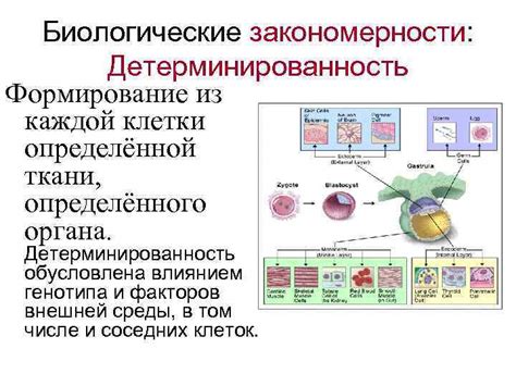 Законы биологии и стремление к выживанию