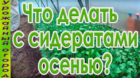 Зачем посеивать сидераты осенью