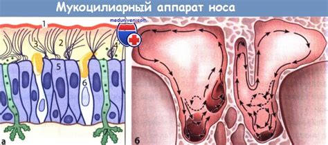 Защитная функция усов