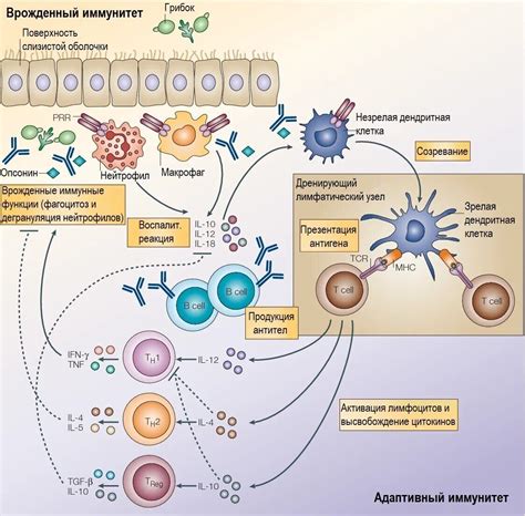 Защитные механизмы иммунной системы
