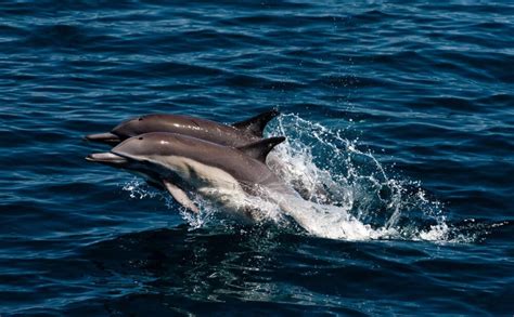 Звуковые имитации в поведении дельфинов