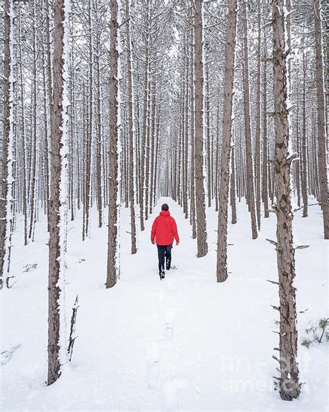 Зимние прогулки по лесу